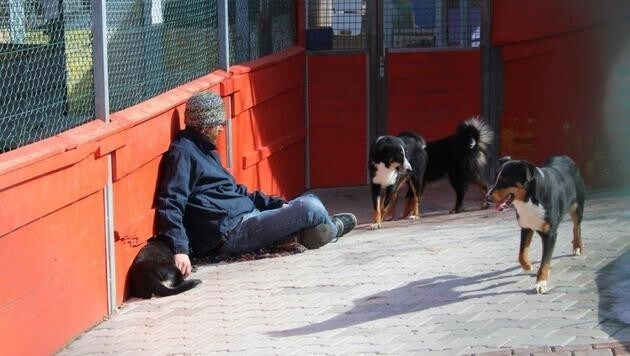 Die Hunde fassen langsam Vertrauen zu den Mitarbeitern des Tierschutzvereins. (Bild: Tierschutzverein für Tirol)