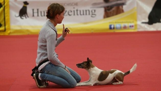 Hunde zeigen ihr Können (Bild: Jürgen Radspieler)