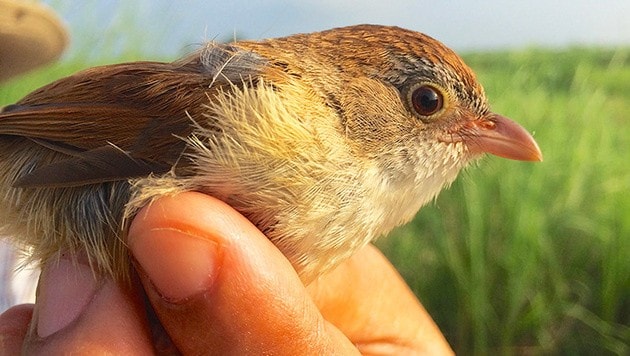 Eine Jerdon-Timalie (Bild: WCS/Robert Tizard)