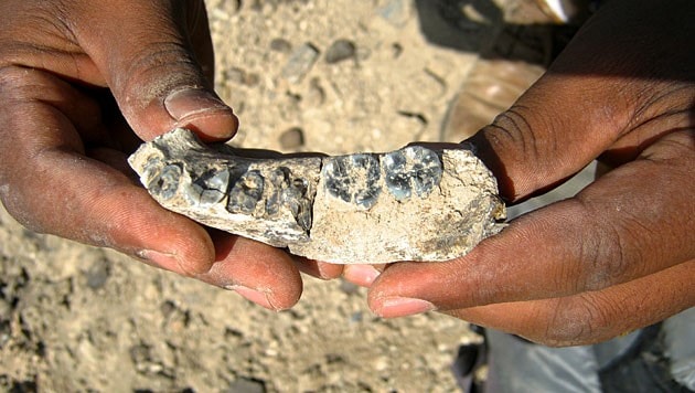 Der 3,2 Millionen Jahre alte Kieferknochen mit der Katalognummer LD 350-1 (Bild: AP)