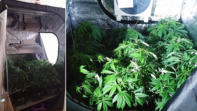 Die Beamten fanden zwei "Grow-Zelte" mit 40 Cannabispflanzen. (Bild: Polizei)