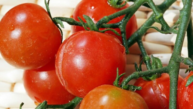 Ob eine Tomate im Freiland oder im Glashaus angebaut wird, macht für die CO2-Bilanz einen erheblichen Unterschied. (Bild: Martin Jöchl)