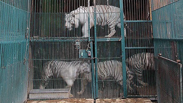 Die Tiger im Zoo "Los Animalitos" lebten übereinander. (Bild: AP)