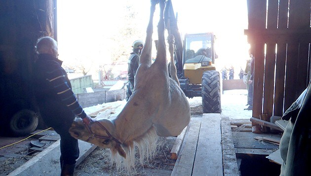 Geglückte Rettungsaktion für ein abgestürztes Pferd (Bild: FF Arnreit)