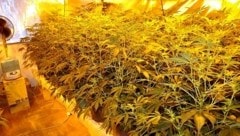 211 Cannabispflanzen hatte eine Kärntnerin in ihrer Indoor-Plantage gezogen und fast sechs Kilo Suchtgift erzeugt (Symbolbild). (Bild: APA/POLIZEI/UNBEKANNT)