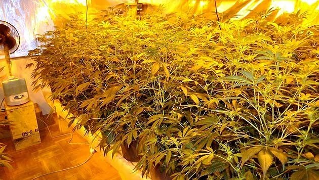 211 Cannabispflanzen hatte eine Kärntnerin in ihrer Indoor-Plantage gezogen und fast sechs Kilo Suchtgift erzeugt (Symbolbild). (Bild: APA/POLIZEI/UNBEKANNT)