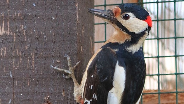 "Woody" ist wieder ganz gesund. (Bild: EGS/Knöpfer)