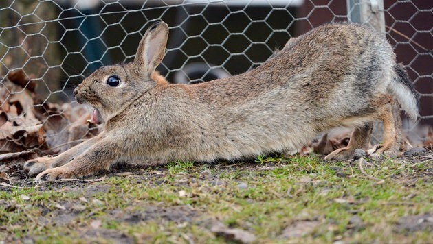 Ein Kaninchen streckt sich und gähnt in einem Park in Frankfurt am Main. (Bild: APA/dpa/Arne Dedert)