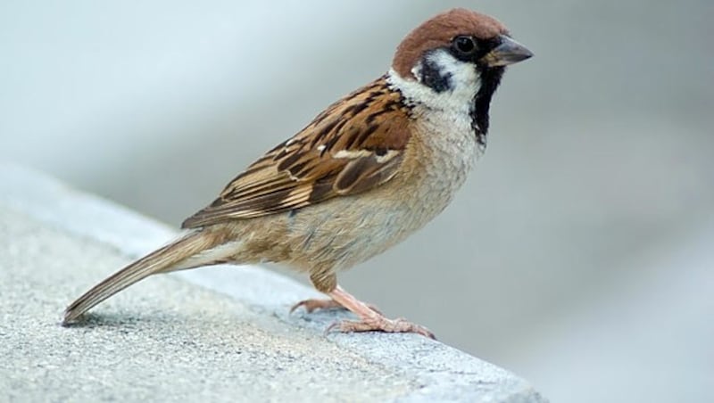 Feldsperling (Bild: Herbert Hoi/Vetmeduni Wien)