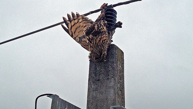 Ein Uhu, der durch einen tödlichen Stromschlag verendete. (Bild: M. Putz/BirdLife)