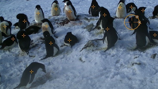 (Bild: penguinwatch.org)