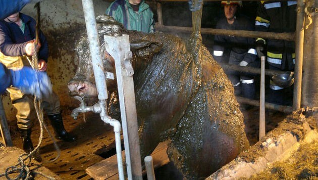 Die Kuh wurde aus der Güllegrube gerettet. (Bild: APA/FEUERWEHR WAIDHOFEN/THAYA/UNBEKANNT)