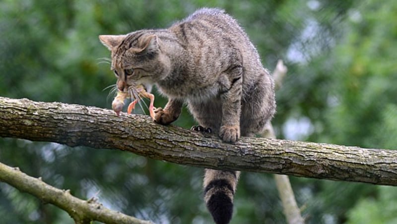 Wildkatze (Bild: APA/dpa-Zentralbild/Marc Tirl (Symbolbild))