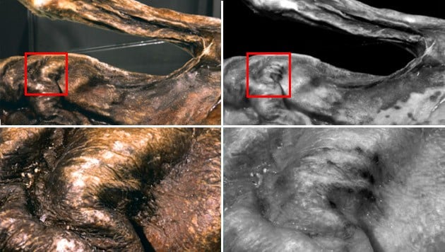 Die Tätowierung, wie sie mit bloßem Auge sichtbar ist (links), und ein überarbeitetes Bild (rechts) (Bild: EURAC/Marco Samadelli)