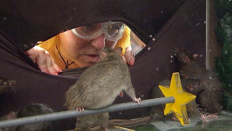 Die Ratte ist sehr neugierig. (Bild: RTL/Stefan Menne)