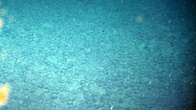 Manganknollen dicht an dicht auf dem Boden des Atlantiks (Bild: Nils Brenke, CeNak)
