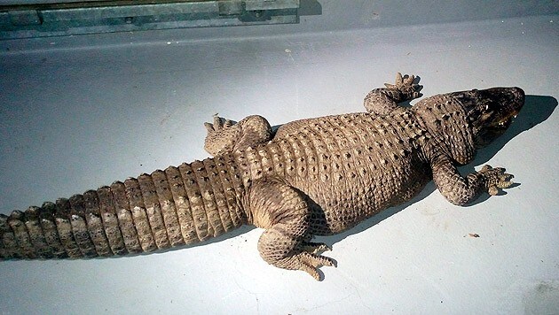 Alligator Jaxson nach der Beschlagnahmung (Bild: AP)