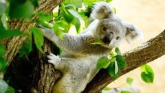 Ein Koala auf einem Baum (Bild: EPA/Sebastian Kahnert)