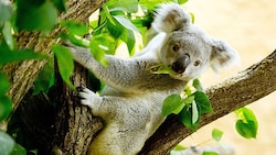 Ein Koala auf einem Baum (Bild: EPA/Sebastian Kahnert)