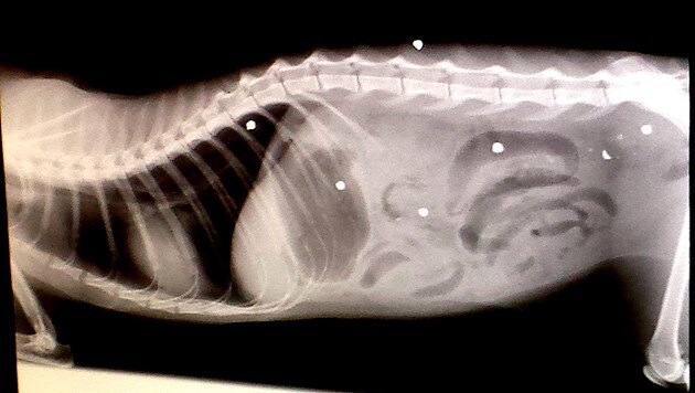 Das Röntgenbild zeigt die Einschussstellen. Der Kater wurde erlöst. (Bild: Katzenhilfe Liezen)