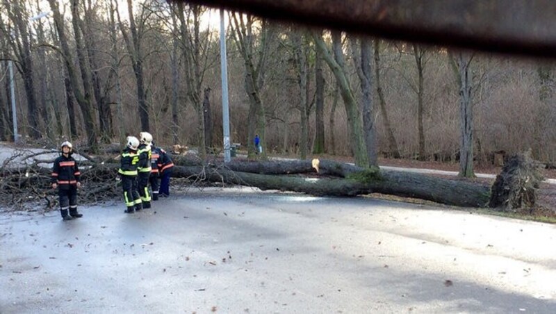 Ein umgestürzter Baum in der Hauptallee im Wiener Prater (Bild: APA/BERUFSFEUERWEHR WIEN (MA 68))