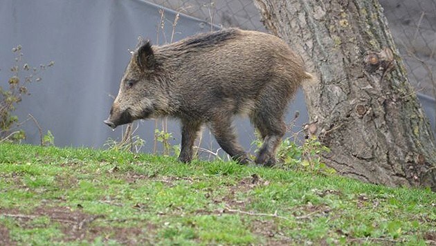 Das Wildschwein lief bis auf den Parkplatz des Wiener Tierschutzvereins. (Bild: WTV)