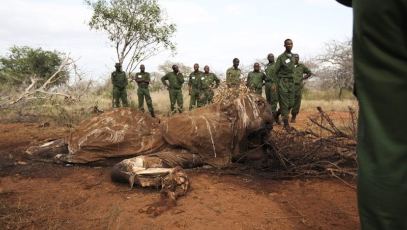 Wildhüter in Kenia neben dem Kadaver eines gewilderten Elefanten (Bild: APA/EPA/DANIEL IRUNGU)