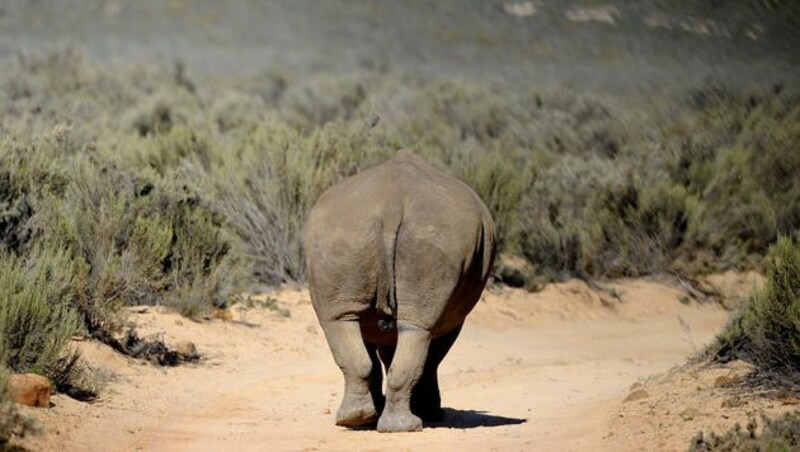 (Bild: APA/HELMUT FOHRINGER)