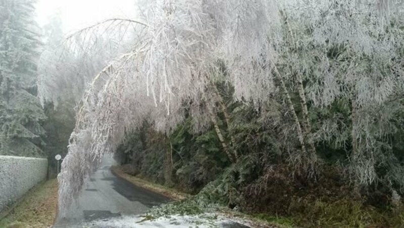 Die Bäume sind mit einer dicken Eisschicht überzogen. (Bild: APA/BFV HARTBERG)