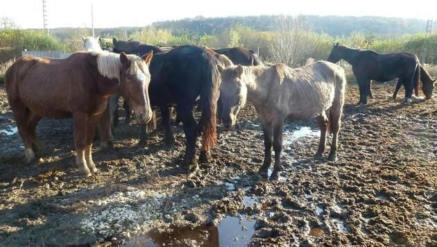 Die Frau soll in Niederösterreich und Ungarn mindestens 90 Pferde gehortet haben. (Bild: APA/ANIMAL SPIRIT/UNBEKANNT)