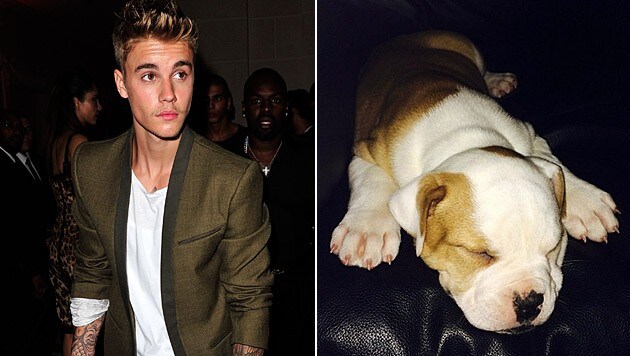 Baby-Bulldogge "Karma" hat Justin Bieber nie wieder beim Trainer abgeholt. (Bild: AP, twitterc.om/justinbieber)
