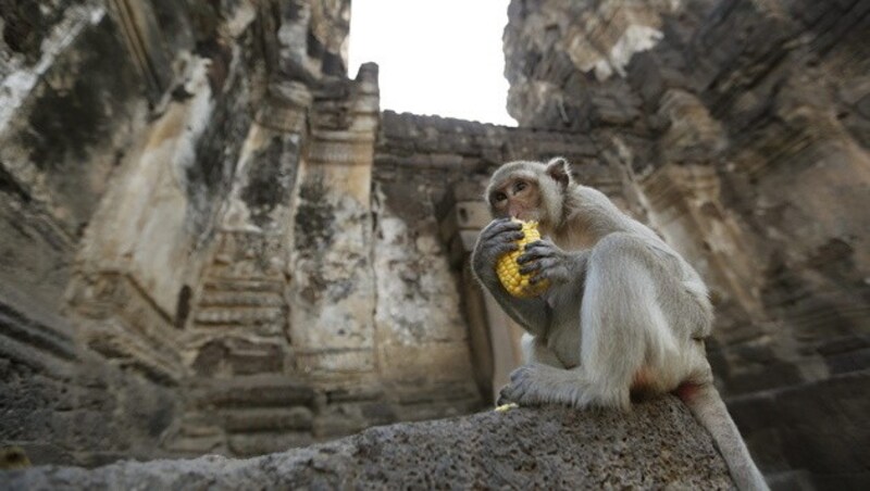 (Bild: APA/EPA/NARONG SANGNAK)