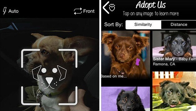 Mit der "PetMatch"-App soll ein Double für den verstorbenen Hund gefunden werden. (Bild: Superfish)