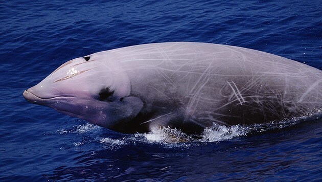 Die Schnabelwale sind eine Familie der Zahnwale und nach den Delfinen die artenreichste Walfamilie. (Bild: Todd Pusser/naturepl.com/OceanCare)