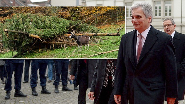 Faymann bei seinem Besuch in Aarau; kl. Bild: die Reste der Tanne im Tierpark Roggenhausen (Bild: APA/EPA/URS FLUEELER, Aargauer Zeitung/Emanuel Freudiger)