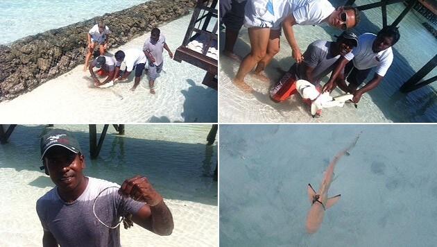Im Urlaub entdeckte ich einen Hai, in dessen Körper ein Seil eingewachsen war. Er wurde gerettet! (Bild: Halaveli Maldives)