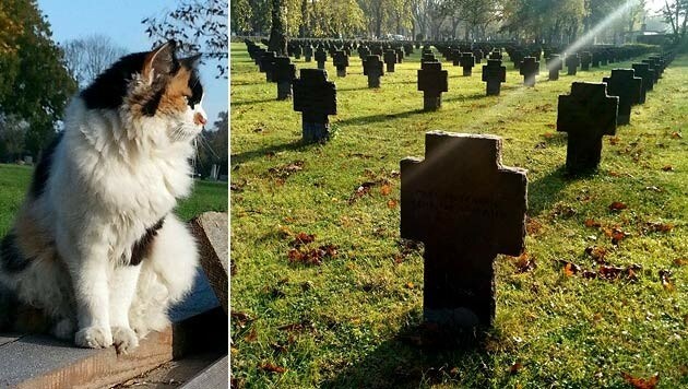 Katze "Struppi" wohnt am Wiener Zentralfriedhof - nun wird sie vermisst. (Bild: APA/HARALD SCHNEIDER, Verena Hlawati)