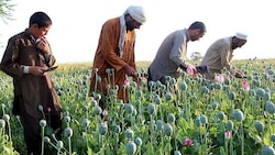 Anbaufläche für Schlafmohn in Afghanistan (Archivbild) (Bild: EPA)
