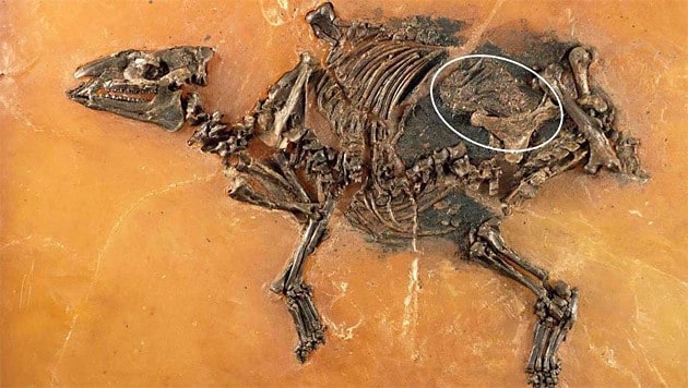 Das Fossil einer Urzeit-Stute mit Fötus (weiß markiert) im Bauch (Bild: © Senckenberg-Forschungsinstitut Frankfurt)