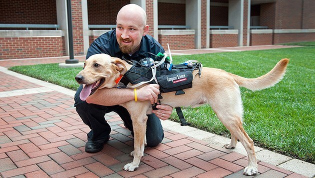 Dieses Geschirr soll Menschen erlauben, mit ihrem Hund zu "sprechen". (Bild: NC State University, Becky Kirkland)