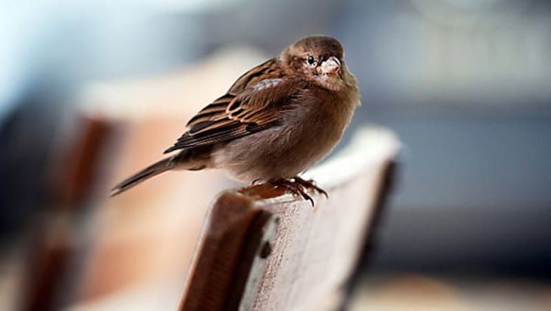 Ein Spatz (Bild: APA/dpa/Robert Schlesinger)