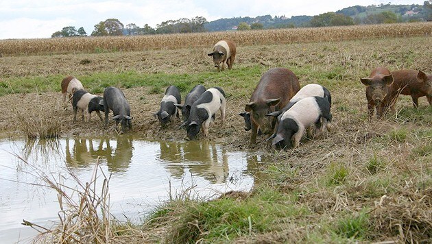 Die zufriedenen Labonca-Schweinderln können sich nach Ferkel-Lust suhlen und vom Wasser trinken. (Bild: Jürgen Radspieler)