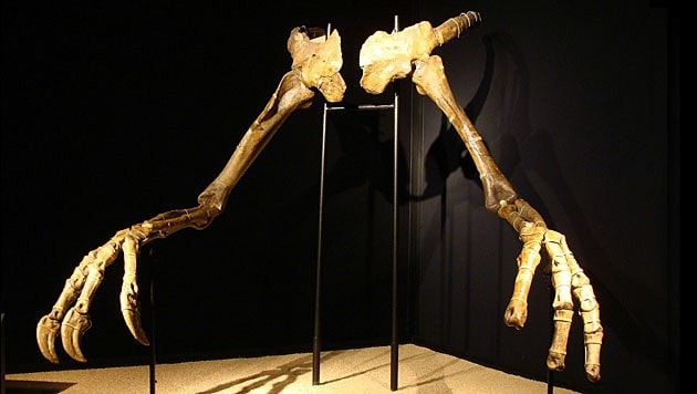 Die Vordergliedmaßen von Deinocheirus mirificus (Bild: Wikipedia/Eduard Solà (Creative Commons))