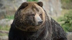 Grizzlybären können bis zu 680 Kilogramm schwer werden. (Bild: AP)