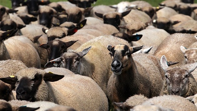 (Bild: dpa-Zentralbild/Bernd Wüstneck (Symbolbild))