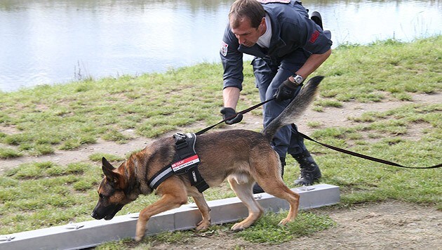 Die Zollhunde werden natürlich nicht süchtig gemacht, das Training basiert auf ihrem Spieltrieb. (Bild: Jürgen Radspieler)