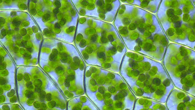 Chlorophyll wird in den Chloroplasten (Bild) erzeugt. (Bild: Wikipedia/Kristian Peters (Creative Commons))