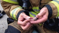 Der Einsatz hat sich gelohnt: Vier Hamster überlebten, nur einer starb. (Bild: Lacey Fire Departement/Twitter.com)