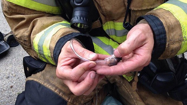 Der Einsatz hat sich gelohnt: Vier Hamster überlebten, nur einer starb. (Bild: Lacey Fire Departement/Twitter.com)