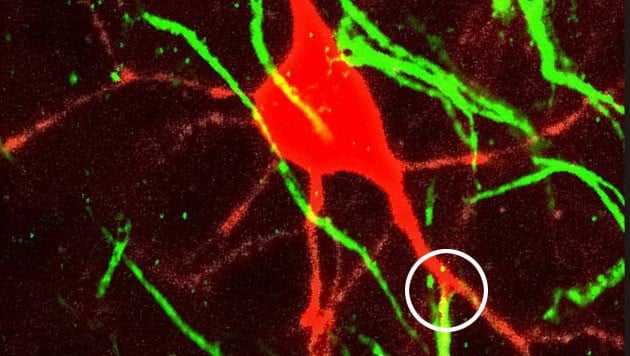 Nervenzelle, bei der das Axon (grün) an einem Dendriten (rot) entspringt (weiß markiert) (Bild: Alexei V. Egorov, Universität Heidelberg)